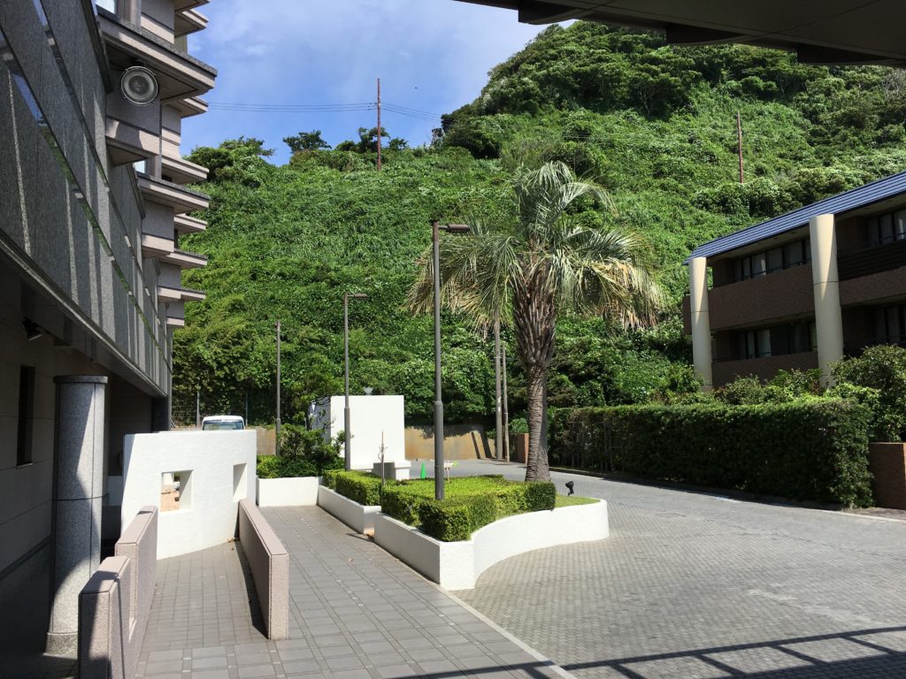 鎌倉パークホテル前のヤシの木